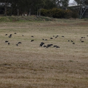 Threskiornis spinicollis at Gungahlin, ACT - 11 Jul 2024 03:22 PM