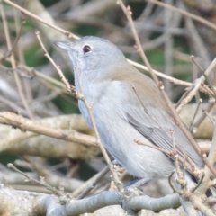 Colluricincla harmonica (Grey Shrikethrush) at Braidwood, NSW - 10 Jul 2024 by MatthewFrawley