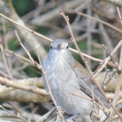 Colluricincla harmonica at Braidwood, NSW - 10 Jul 2024