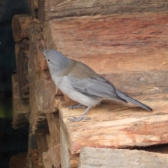 Colluricincla harmonica at Braidwood, NSW - 10 Jul 2024