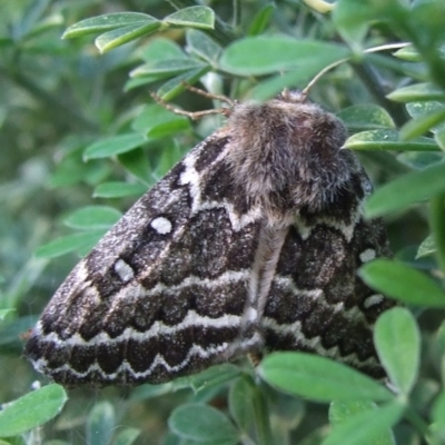 Anthela denticulata (Toothed Anthelid) at Bridgewater on Loddon, VIC - 22 Apr 2010 by WendyEM