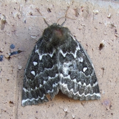 Anthela denticulata (Toothed Anthelid) at Bridgewater on Loddon, VIC - 22 Apr 2010 by WendyEM