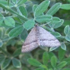 Scopula lydia (Lydia's Wave) at Bridgewater on Loddon, VIC - 22 Apr 2010 by WendyEM