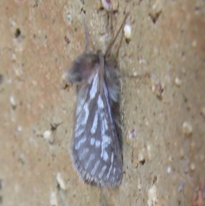 Fraus polyspila (Chequered Fraus) at Bridgewater on Loddon, VIC - 22 Apr 2010 by WendyEM