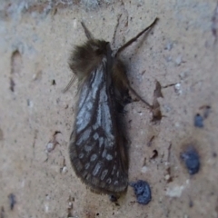 Fraus polyspila at Bridgewater on Loddon, VIC - 22 Apr 2010