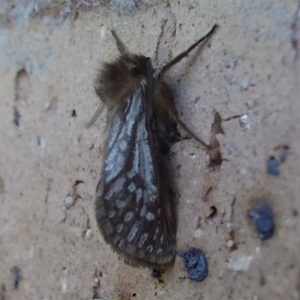 Fraus polyspila at Bridgewater on Loddon, VIC - 22 Apr 2010