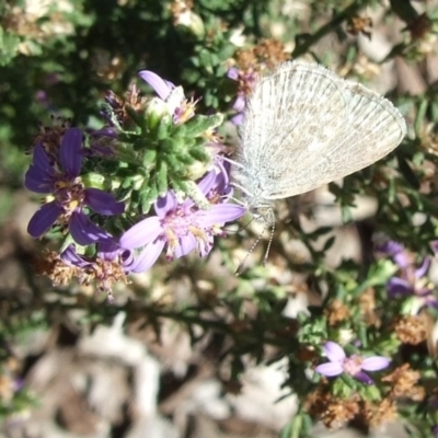 Zizina otis (Common Grass-Blue) at Bridgewater on Loddon, VIC - 22 Apr 2010 by WendyEM