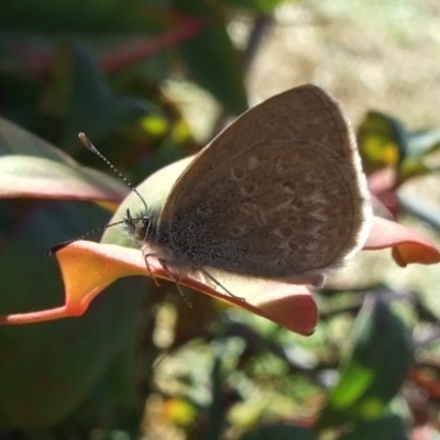 Zizina otis (Common Grass-Blue) at Bridgewater on Loddon, VIC - 22 Apr 2010 by WendyEM