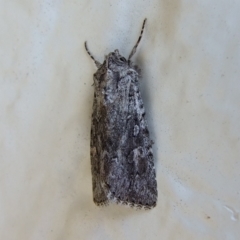 Unidentified Noctuoid moth (except Arctiinae) at Bridgewater on Loddon, VIC - 22 Apr 2010 by WendyEM