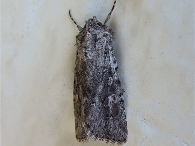 Ectopatria undescribed species at Bridgewater on Loddon, VIC - 22 Apr 2010 by WendyEM