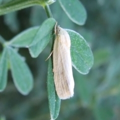 Earias chlorodes (Pale Earias) at Bridgewater on Loddon, VIC - 22 Apr 2010 by WendyEM