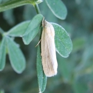 Earias chlorodes at Bridgewater on Loddon, VIC - 22 Apr 2010