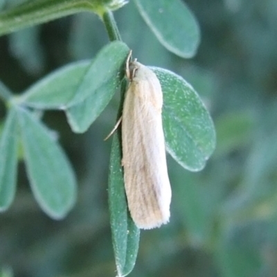 Earias chlorodes (Pale Earias) at Bridgewater on Loddon, VIC - 22 Apr 2010 by WendyEM