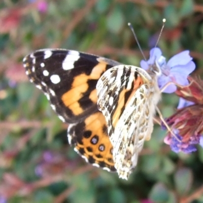 Vanessa kershawi (Australian Painted Lady) at Bridgewater on Loddon, VIC - 22 Apr 2010 by WendyEM