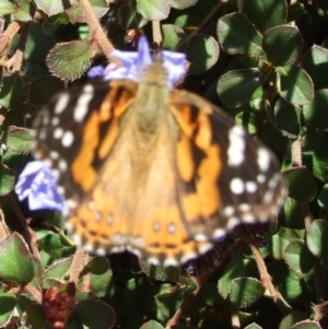 Vanessa kershawi at Bridgewater on Loddon, VIC - 22 Apr 2010 12:41 PM