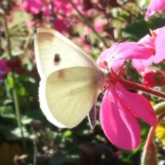 Pieris rapae (Cabbage White) at Bridgewater on Loddon, VIC - 22 Apr 2010 by WendyEM