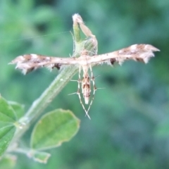 Sphenarches anisodactylus (Geranium Plume Moth) at Bridgewater on Loddon, VIC - 22 Apr 2010 by WendyEM