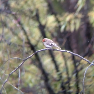 Petroica goodenovii at Chiltern, VIC - 9 Jul 2024