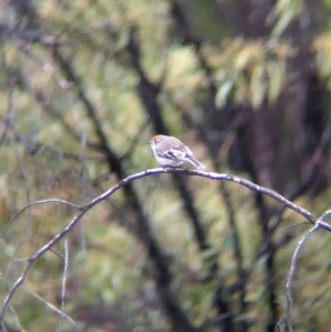 Petroica goodenovii at Chiltern, VIC - 9 Jul 2024