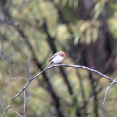 Petroica goodenovii at Chiltern, VIC - 9 Jul 2024