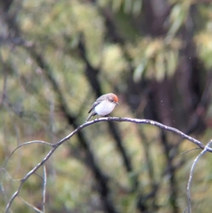 Petroica goodenovii at Chiltern, VIC - 9 Jul 2024