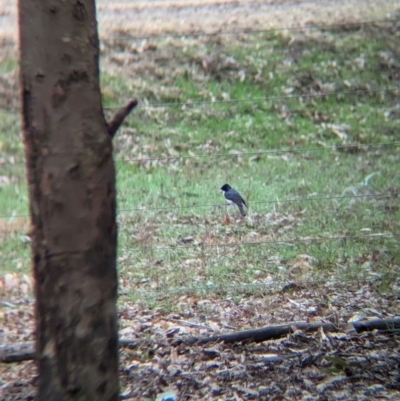 Myiagra inquieta (Restless Flycatcher) at Bungowannah, NSW - 10 Jul 2024 by Darcy