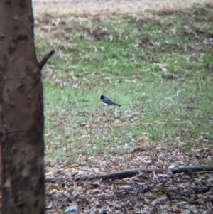 Myiagra inquieta at Bungowannah, NSW - suppressed