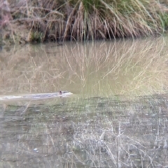 Hydromys chrysogaster (Rakali or Water Rat) at Thurgoona, NSW - 11 Jul 2024 by Darcy