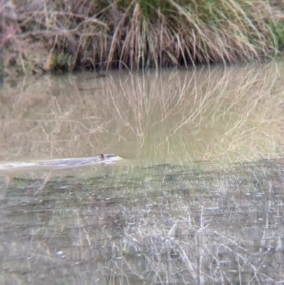 Hydromys chrysogaster (Rakali or Water Rat) at Thurgoona, NSW - 11 Jul 2024 by Darcy