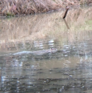 Hydromys chrysogaster at Thurgoona, NSW - 11 Jul 2024