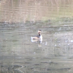 Tachybaptus novaehollandiae (Australasian Grebe) at Thurgoona, NSW - 11 Jul 2024 by Darcy