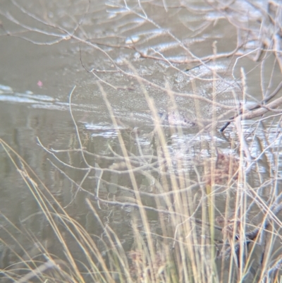 Hydromys chrysogaster (Rakali or Water Rat) at Thurgoona, NSW - 11 Jul 2024 by Darcy