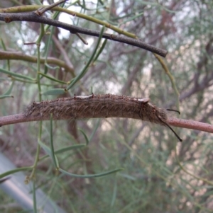 Genduara subnotata at Ouyen, VIC - 26 Apr 2010