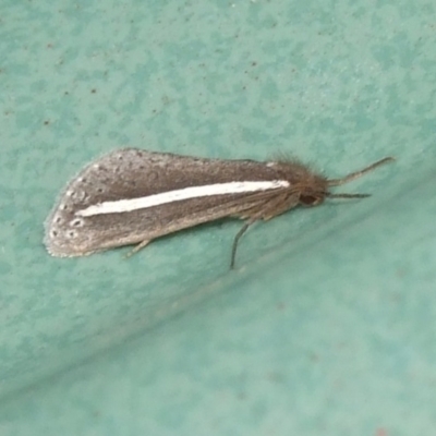 Fraus pteromela (Stripey Fraus) at Ouyen, VIC - 26 Apr 2010 by WendyEM