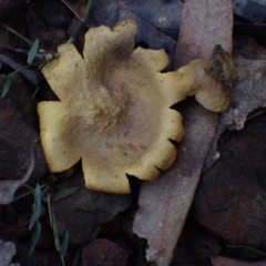 Scleroderma cepa (Scleroderma cepa) at Bodalla, NSW - 11 Jul 2024 by Bushrevival