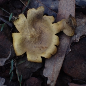 Scleroderma cepa at Bodalla, NSW - 11 Jul 2024 12:37 PM