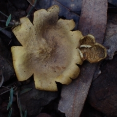 Scleroderma cepa at Bodalla, NSW - 11 Jul 2024 12:37 PM