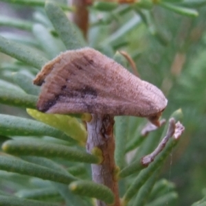 Mataeomera ligata at Ouyen, VIC - 26 Apr 2010