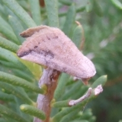 Mataeomera ligata at Ouyen, VIC - 26 Apr 2010