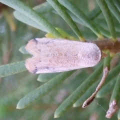 Mataeomera ligata at Ouyen, VIC - 26 Apr 2010