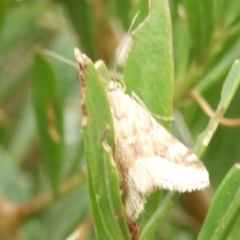 Hellula hydralis (Cabbage Centre Moth) at Ouyen, VIC - 26 Apr 2010 by WendyEM
