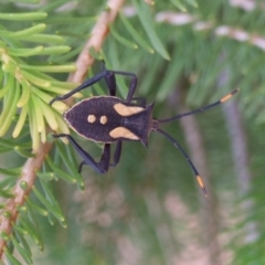 Mictis profana (Crusader Bug) at Ouyen, VIC - 26 Apr 2010 by WendyEM