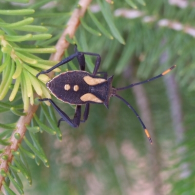 Mictis profana (Crusader Bug) at Ouyen, VIC - 26 Apr 2010 by WendyEM