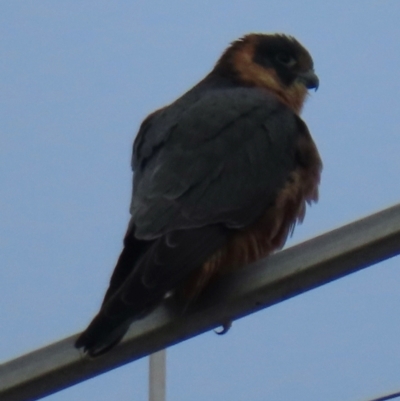 Falco longipennis (Australian Hobby) at Wagga Wagga, NSW - 11 Jul 2024 by RobParnell