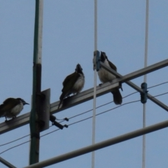 Falco longipennis at Wagga Wagga, NSW - 11 Jul 2024