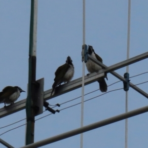 Falco longipennis at Wagga Wagga, NSW - 11 Jul 2024 02:59 PM