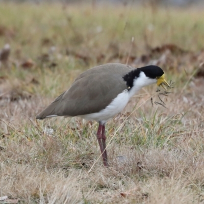 Vanellus miles (Masked Lapwing) at Pearce, ACT - 11 Jul 2024 by AlisonMilton