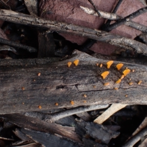 Dacryopinax spathularia at Eurobodalla, NSW - 11 Jul 2024