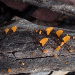 Dacryopinax spathularia at Eurobodalla, NSW - 11 Jul 2024 11:36 AM