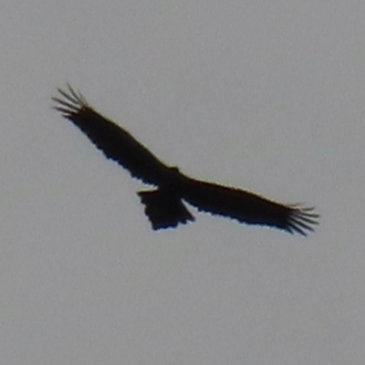 Aquila audax (Wedge-tailed Eagle) at Wagga Wagga, NSW - 11 Jul 2024 by RobParnell